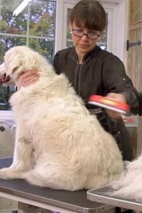 BUFFER® 23 KG Üzeri Uzun Tüylü Köpekler İçin Tüy Toplayıcı Ergonomik Tarak BUFFER® 23 KG Üzeri Uzun Tüylü Köpekler İçin Tüy Toplayıcı Ergonomik Tarak