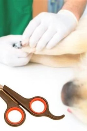 Buffer Küçük Çelik Uçlu Kedi Köpek Evcil Hayvan Tırnak Makası Pati Bakım Aleti Ergonomik Kaymaz Sap Buffer Küçük Çelik Uçlu Kedi Köpek Evcil Hayvan Tırnak Makası Pati Bakım Aleti Ergonomik Kaymaz Sap