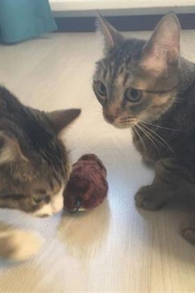 BUFFER® Kurmalı Kedi Eğitim Oyuncağı Tüylü Peluş Fare Yakalama İnteraktif Sevimli Eğlenceli Oyuncak BUFFER® Kurmalı Kedi Eğitim Oyuncağı Tüylü Peluş Fare Yakalama İnteraktif Sevimli Eğlenceli Oyuncak