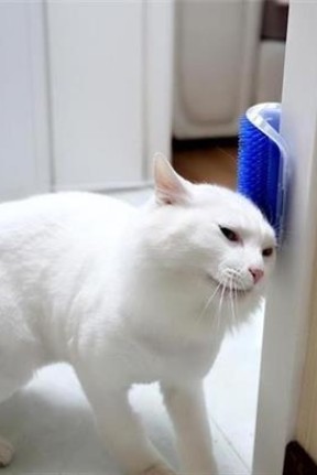 BUFFER®  Pratik Kedi Tüyü Kaşıma Ve Tarama Aparatı Duvara Monte Kaşıma Aleti BUFFER®  Pratik Kedi Tüyü Kaşıma Ve Tarama Aparatı Duvara Monte Kaşıma Aleti