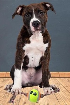 BUFFER® Renkli Halat Ve Tenis Toplu Yumaklı Köpek Çekiştirme Halat Oyuncağı BUFFER® Renkli Halat Ve Tenis Toplu Yumaklı Köpek Çekiştirme Halat Oyuncağı