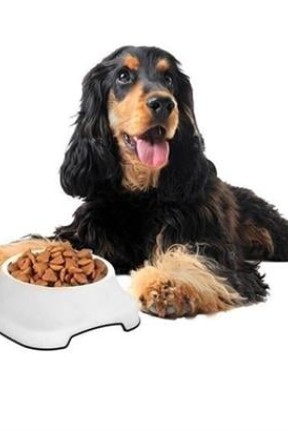 BUFFER® Silikon Kaydırmaz Taban Plastik Kedi ve Köpek Mama ve Su Kabı 2 L BUFFER® Silikon Kaydırmaz Taban Plastik Kedi ve Köpek Mama ve Su Kabı 2 L