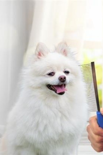 BUFFER® Tüy Açıcı Kedi Köpek Tarağı Tek Taraflı Metal Dişli Evcil Hayvan Bakım Fırçası BUFFER® Tüy Açıcı Kedi Köpek Tarağı Tek Taraflı Metal Dişli Evcil Hayvan Bakım Fırçası