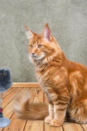 BUFFER® Zıp Zıp  Tüylü Yaylı Serbest Hareket Eden Rengarenk Sevimli Evcil Hayvan Oyuncağı BUFFER® Zıp Zıp  Tüylü Yaylı Serbest Hareket Eden Rengarenk Sevimli Evcil Hayvan Oyuncağı